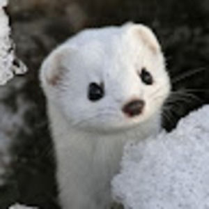 Meet your Posher, Fiona